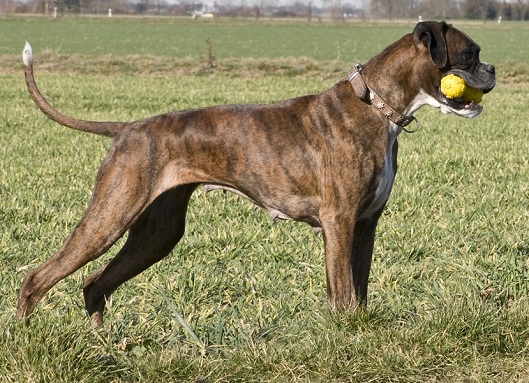 Harnsteine beim Hund müssen diätetisch behandelt werden.