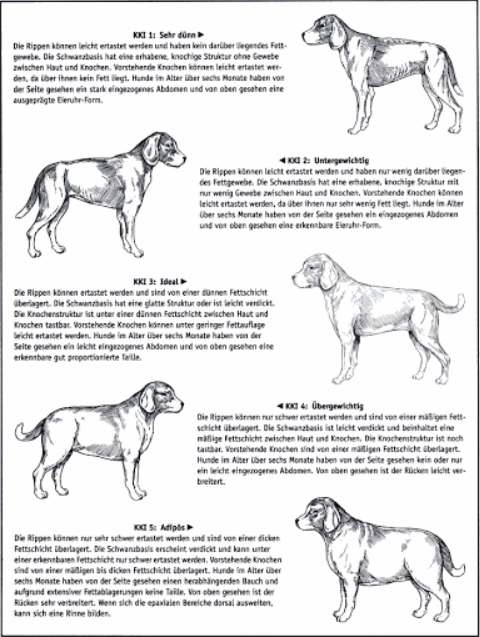 Idealgewicht von Hunden