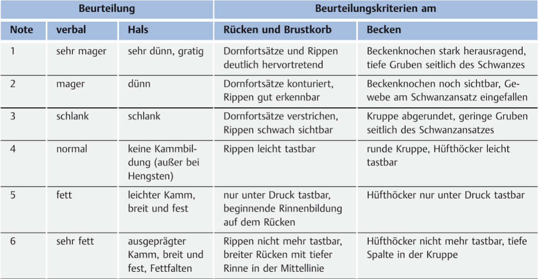 Idealgewicht von Pferden