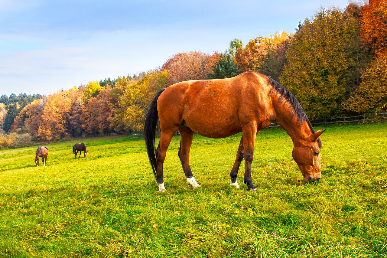 Pferd Zu Dicker Bauch