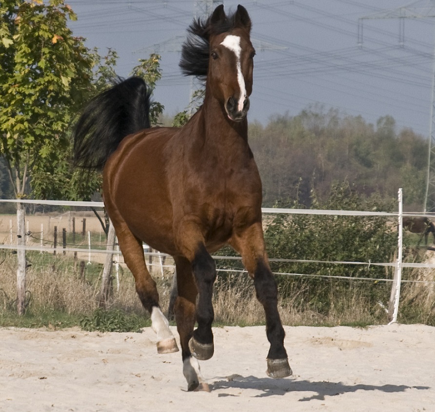 Leberwerte Pferd Verbessern