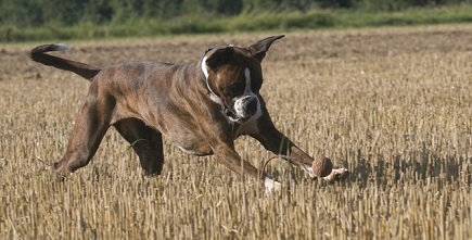 Kochen für Hunde bei Struvitsteinen