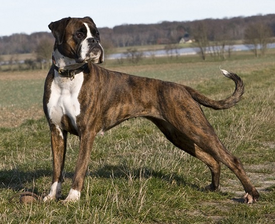 Ernährungsberatung Hund - ein gesunder Hund