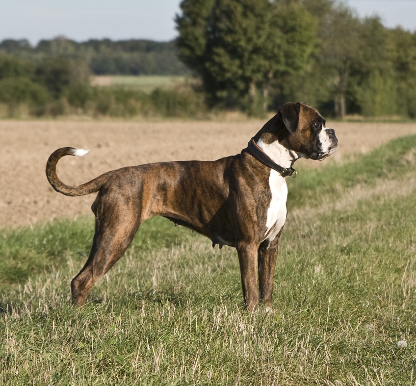 Hunde mit Struvitsteinen benötigen angepasste Ernährung.