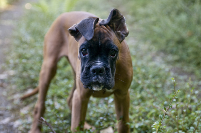 Barfen für Hunde bei Struvitsteinen