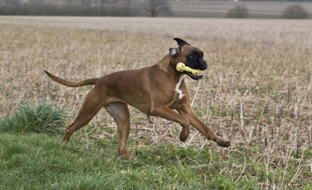 hund blut im stuhl