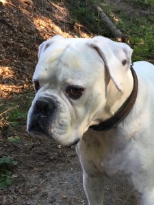 Niereninsuffizienz Hund Ernährung - individuell optimal nach Empfehlungen vom Futter Tierarzt füttern.