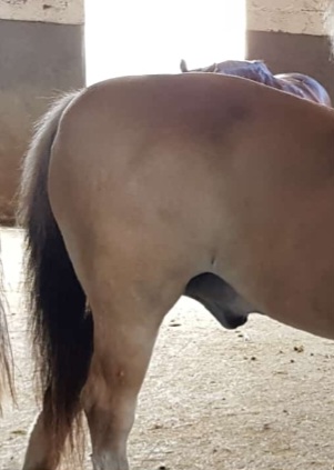 Zu dicke Pferde sollten Abnehmen, damit keine weiteren Erkrankungen wie das Metabolische Syndrom entstehen.