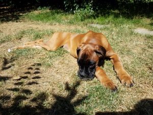 Giardien beim Hund Ernährung: Behandlung der Giardien und Unterstützung der Darmgesundheit.