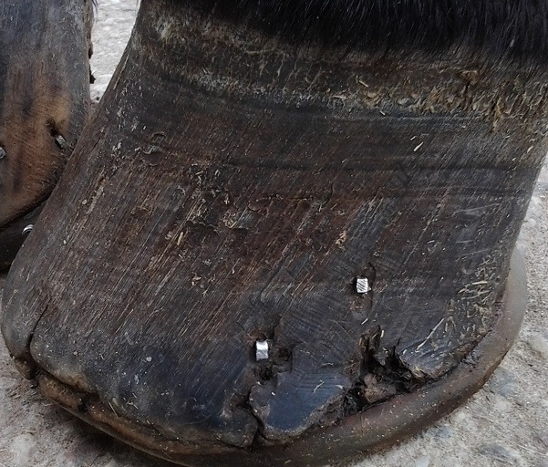 Trockene Hufe. Brüchige Hufe Pferd.