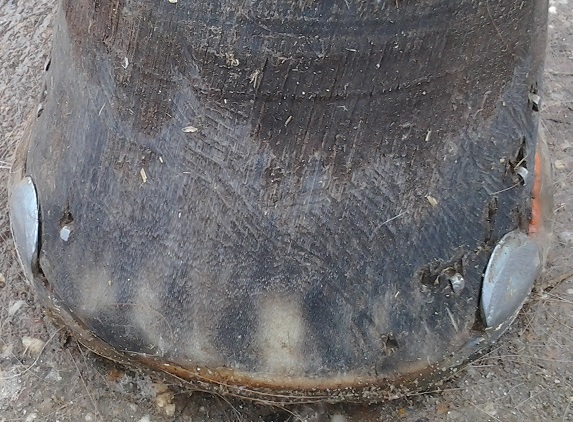 Trockene Hufe. Huf ansonsten gesund.