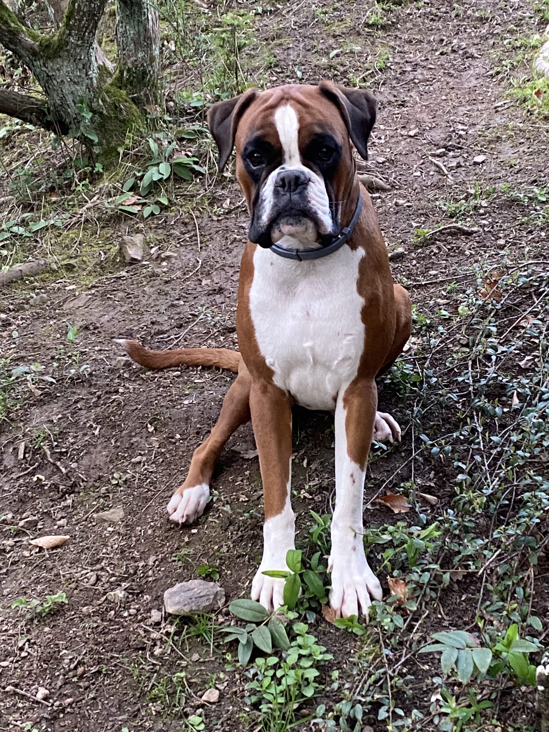 Struvitsteine Hund lassen sich verhindern. Dieser Hund hat keine Struvitsteine und ist optimal gefüttert.