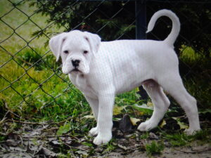 Hundewelpen neigen zu Blasenentzündungen und Harnkristallen. Mit der Ernährung lässt sich dem vorbeugen.