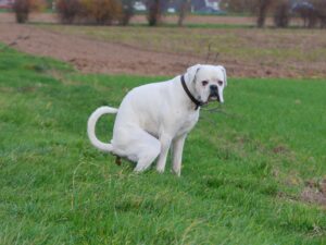 Durchfall, Schleim oder Blut im Stuhl beim Hund deuten auf ein Problem im hinteren Bereich des Darms hin.