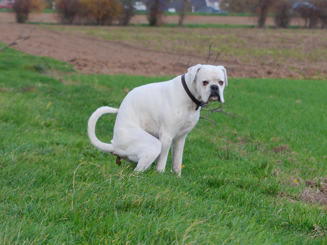 wieviel nassfutter hund 10 kg Nassfutter LandChicken 