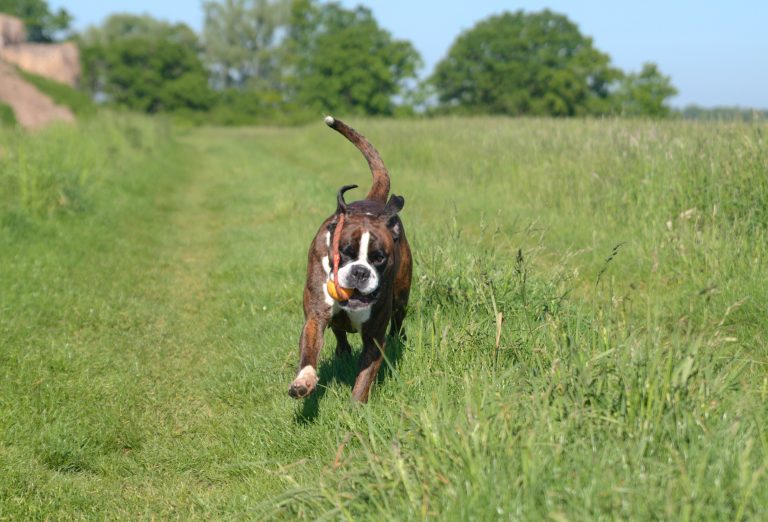 Pankreatitis Hund Ernährung - eine wichtige Komponente der Therapie.