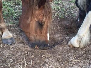 Wenn ein Pferd mit Kotwasser Erde frisst, stimmt etwas in der Ernährung nicht.