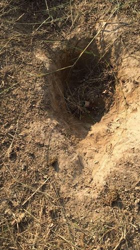 Loch in der Erde, welches entsteht, wenn ein Pferd Erde frisst.