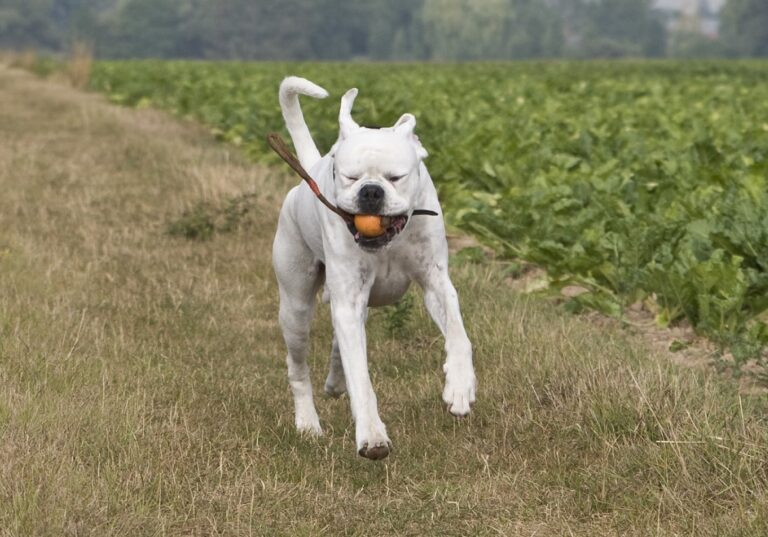 Optimal perfekt gefütterte Hunde haben gute Voraussetzungen für ein gesundes Leben.