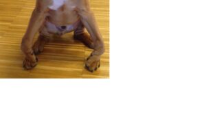 Welpe mit Wachstumsstörung infolge von Fehlernährung.