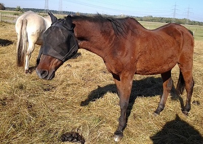 Altes abgemagertes Pferd.