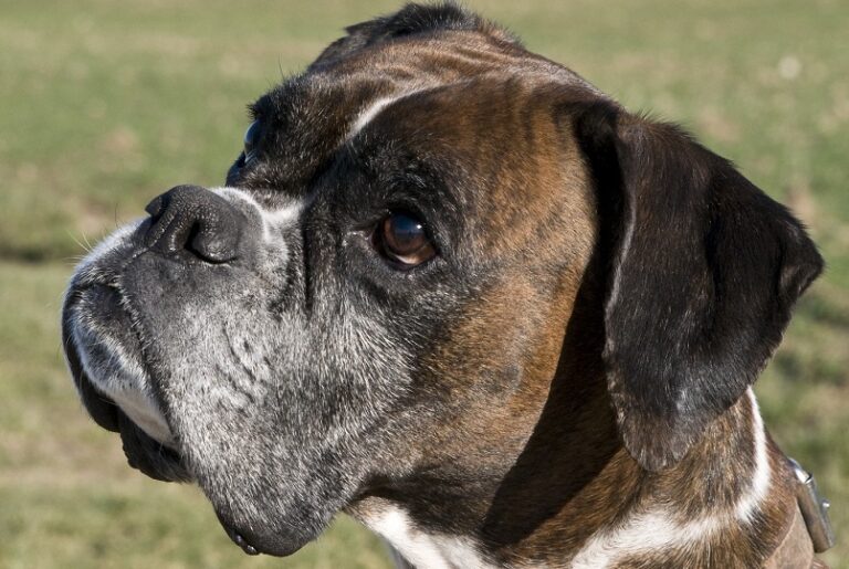 Individuelles Nierenfutter kann Lebensqualität verbessern.