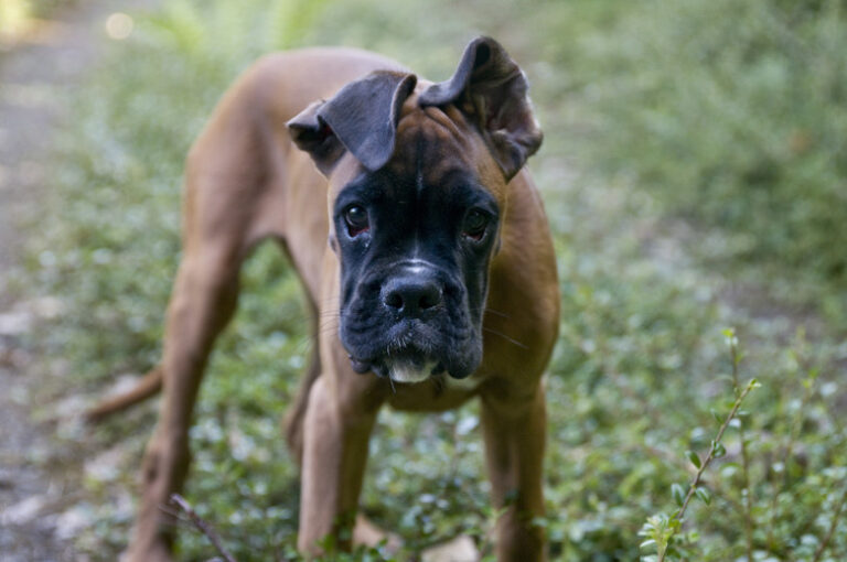 Gesunder, optimal ernährter Welpe.