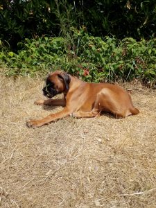 Hund erbricht? Dann brauchen Sie Hilfe vom Futter Tierarzt.