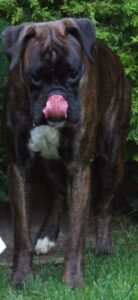 Hund leckt sich über die Nase.