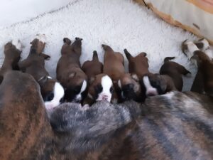 Ein Wurf gesunder, fitter Welpen am Gesäuge.