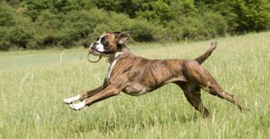 Fröhlicher, fitter Hund durch eine optimale Nährstoff-Versorgung im Hundefutter.