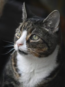 Nierenkranke Katzen profitieren von einer angepassten Ernährung.