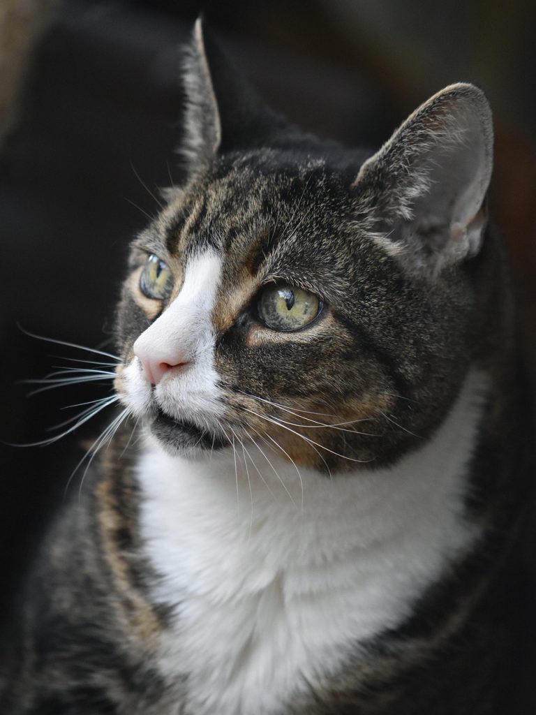 Nierenkranke Katzen profitieren von einer angepassten Ernährung.