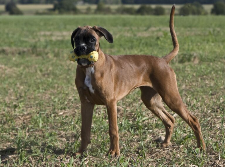 Korrekt gefütterter Welpe.