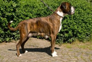 Laktierende Hündin unter optimaler Fütterung.