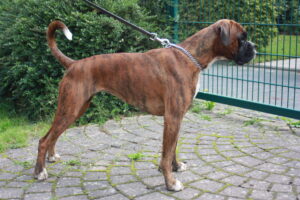 Schlanker idealgewichtiger Hund.