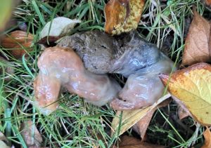 Schleimiger Durchfall beim Hund bzw. Schleim um den Stuhl beim Hund ist ein Hinweis, dass die Darmgesundheit gestört ist.