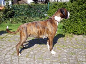 Eine trächtige Hündin sollte nicht zu dick und auch nicht zu dünn sein.